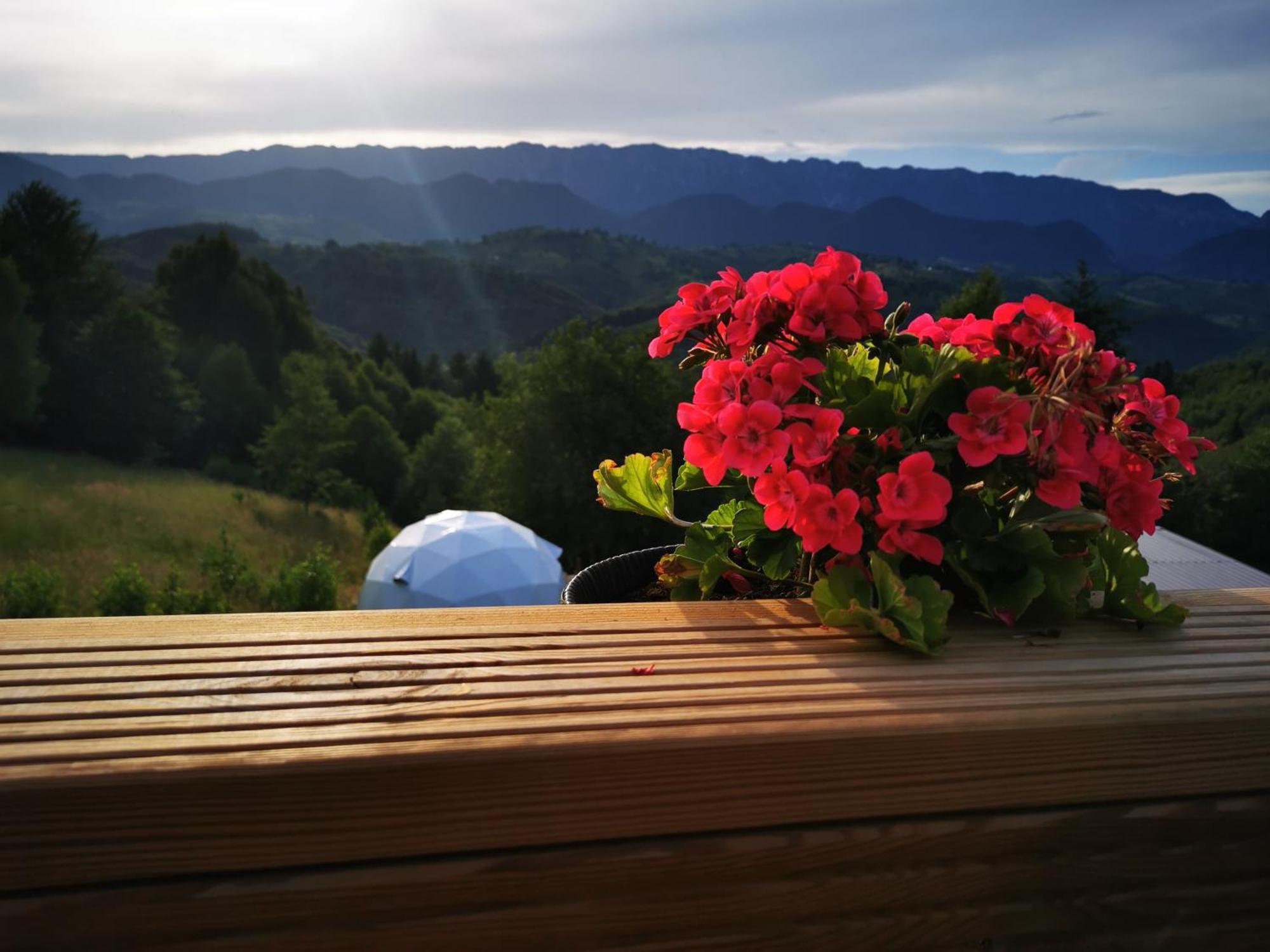 Glamping Zazen Ξενοδοχείο Drumu Carului Εξωτερικό φωτογραφία