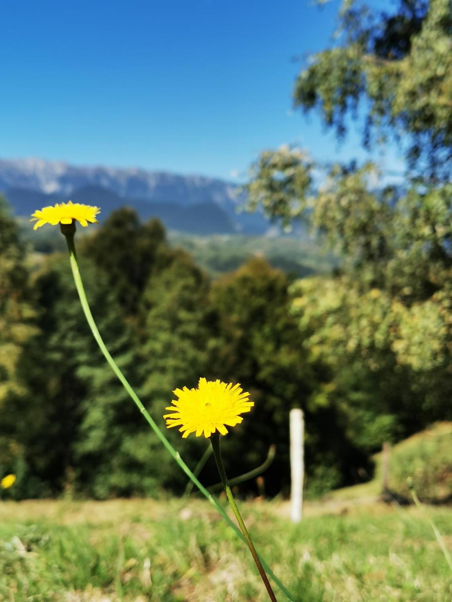 Glamping Zazen Ξενοδοχείο Drumu Carului Εξωτερικό φωτογραφία